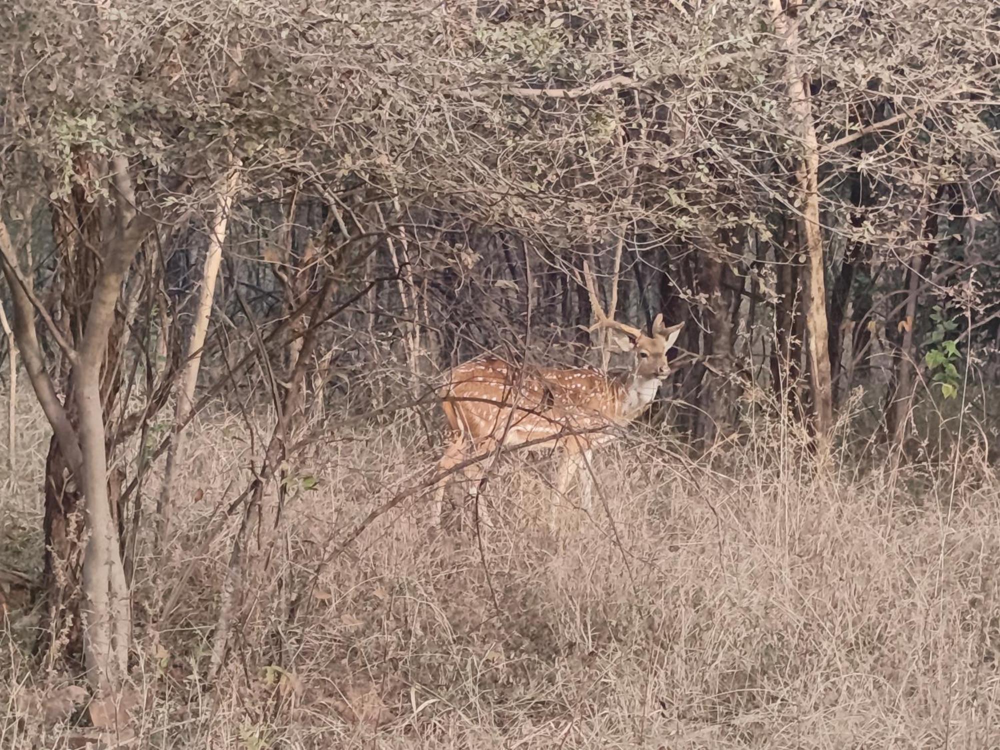فندق Gandhisagar Forest Retreat Gurla المظهر الخارجي الصورة