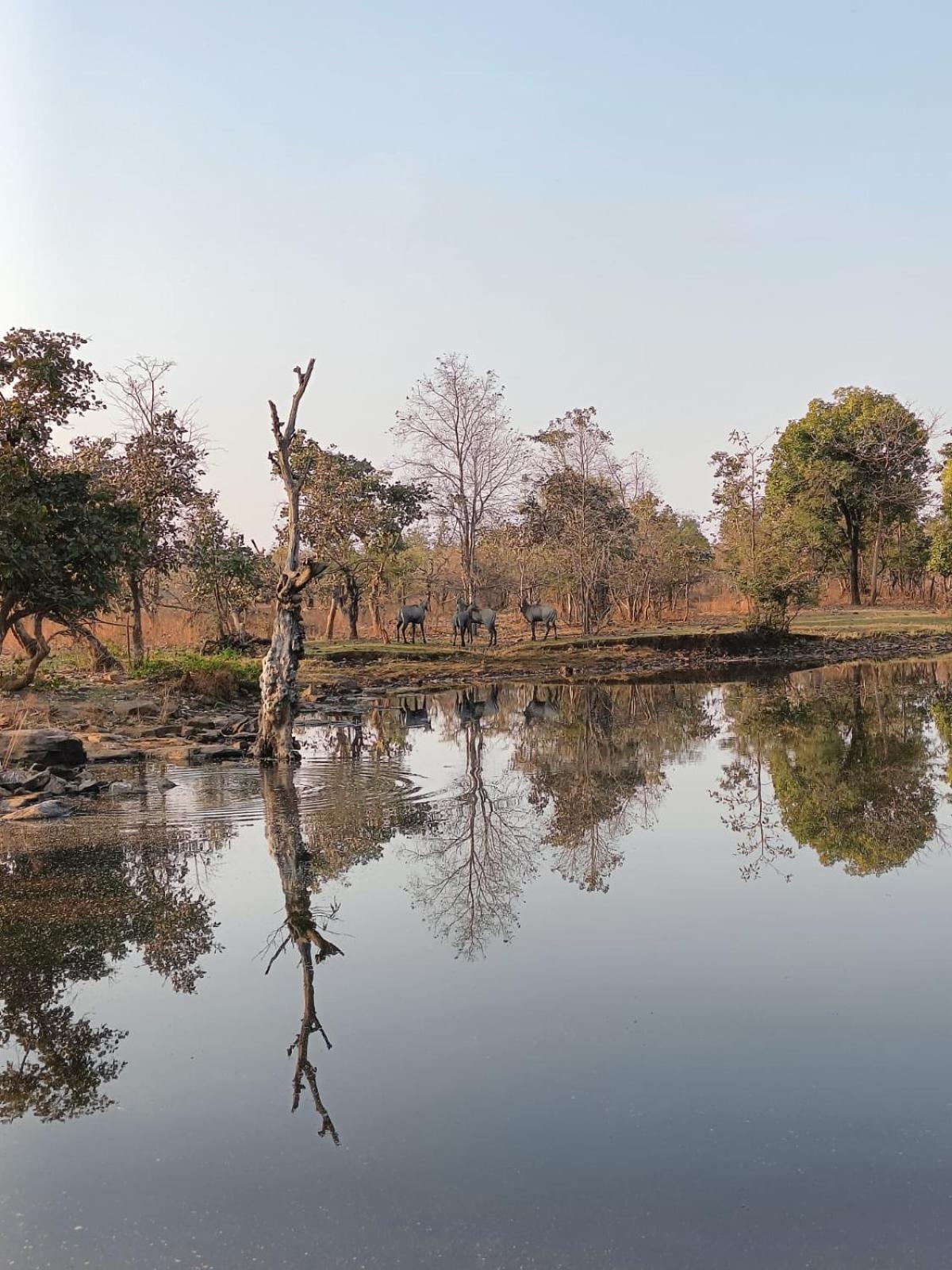 فندق Gandhisagar Forest Retreat Gurla المظهر الخارجي الصورة